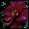 P.A.E.Z - Electronic System (2024) [FLAC]