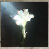 Netsky, Bebe Rexha - Light That Leads Me (2025) [FLAC]