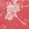Celer - Poulaine (2026) [FLAC] download