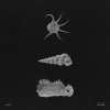 Trail - Tenebris (2025) [FLAC]