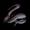 Little Snake - Mental Wealth (2017) [FLAC] download