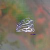 Hiraeth - Let U Down (2026) [FLAC]