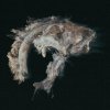Spor - Sabretooth (2024) [FLAC]