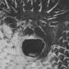 Levela - Blowfish (2026) [FLAC]