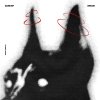 Brook - Bark EP (2025) [FLAC]