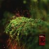 Tom Finster - Glimmer (2026) [FLAC]