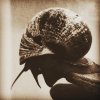 Gremlinz - Versions (2020) [FLAC]