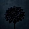 Casa - When A House Was A Home (2026) [FLAC]