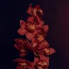 Mylo Fane, Screamarts - Falling (2023) [FLAC]